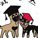 견학생스쿨 | 시흥 애견훈련 [견학생스쿨]에서 강아지 사회화 훈련해요 :)