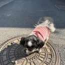 정코다리경주점 | 11월 20일 (목) 오늘의 황촌