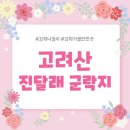 강화 고려산 진달래 군락지 등반 후기 ! (4월27일 진달래 현황사진)