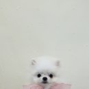 땡글하개 네이버블로그