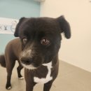 다솜애견미용실 이미지