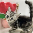 캣초딩 고양이분양 김포구래점 이미지