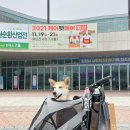 견생폼사 | [Plumpy] 진돗개옷 사이즈 중대형견 의류브랜드 플럼피 강아지골지티셔츠