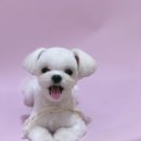 모든애견미용실 이미지