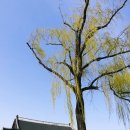 NR-1[세종로]-하-117 | 한국 전통과 아름다움이 어우러진 경복궁 의 봄꽃 풍경 - 경회루 수양벚꽃