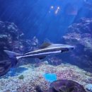 먹거리수산 이미지