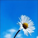 아름다움 이미지