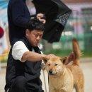 애견전람회 이미지