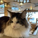 그루밍차차 | [고양이카페모카] 강남 깔끔한 고양이카페 추천 개냥이🐾