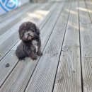 펫블리강아지&미라클고양이 네이버블로그