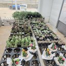 황소가든 | 헬로우 가든마켓 솔직후기(내돈주고 사옴)