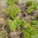 안흥농장 이미지