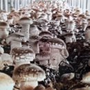 신마농장 이미지