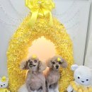 희희퍼피 이미지