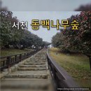 서천 마량리 동백나무 숲 | 충남 서천 마량리 동백나무숲 개화 상황 실제 방문 후기