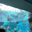 진호카서비스 | [여행/오키나와]1일차 일정 (기노가와 식당, 츄라우미 수족관, 카진호 피자)