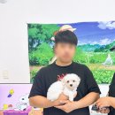 세종멍냥월드 강아지고양이분양 애견샵 | 도봉강아지분양 멍냥스타 애견분양 후기 (1892)