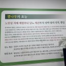 뽕나무칼국수