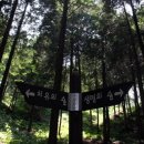 두동편백 이미지