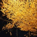 번암리 조천연꽃공원1 이미지