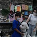 댕댕이이발관 이미지