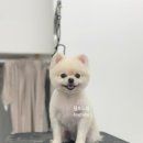 보드레 애견미용실 이미지