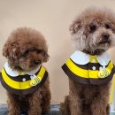 맛있개 먹었냥 | [김해 애견수제간식 ] 맛있개먹었냥