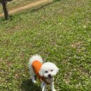 루앤멍 | 일산애견유치원 믿고 보낼수있는 루앤멍