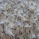 숲속의 통나무집 이미지