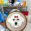 반려동물 양모 초상화 만들기 이미지