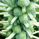 동해농약종묘사 | 양배추 방울양배추 재배방법 효능 및 먹는 방법