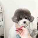 개in공간 이미지