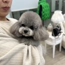 톰퍼피 강아지 분양 이미지