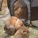 문래빗농장 이미지