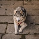 안양동물병원 이미지