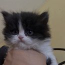 페르시안 아기고양이Kitten 이미지