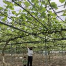 크로바 농원 이미지