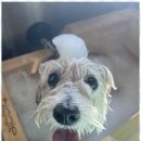 포블포블 이미지