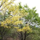 희귀한 나무 한그루 떡갈나무잎이 황금색이다 이미지