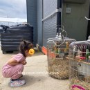 제천시농업기술센터 | 🌿 제천시농업기술센터 아열대스마트온실 방문 후기. 앵무새와 파인애플, 그리고36개월 토리의 작은 여름...