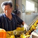 정영식농장 연합뉴스