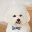하얀강아지 이미지