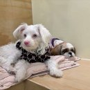 견생유치원 이미지