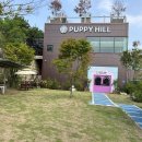 힐링퍼피 이미지