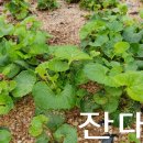 까치슈퍼 이미지