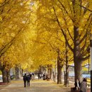 곡교천 은행나무길 이미지