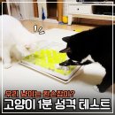 Cats Life | 우리집 고양이 왼손잡이일까? 앞발 사용으로 보는 성격과 성별의 비밀!