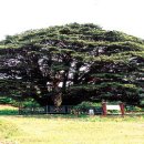 무주읍249 이미지