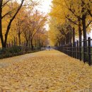 송정둑길 이미지