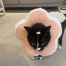 그루밍 호찌 이미지